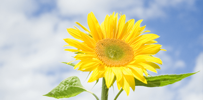 A picture of a beautiful sunflower A picture of a beautiful sunflower
